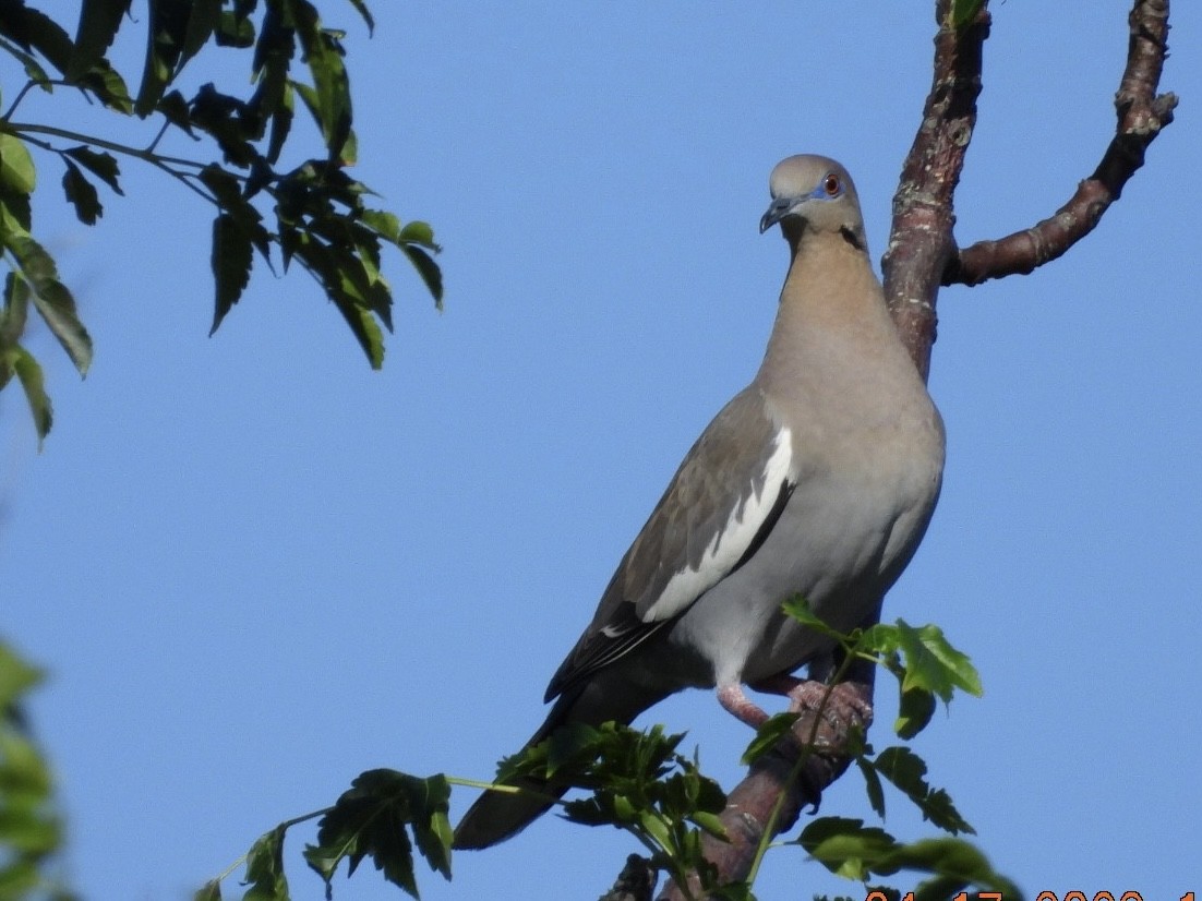 White-winged Dove - Susan Hubley