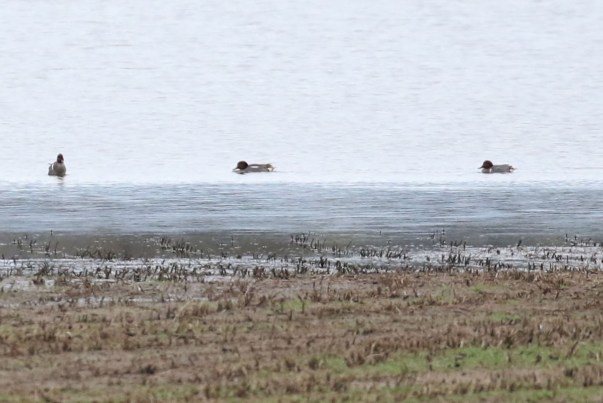 Green-winged Teal (Eurasian) - ML559260251