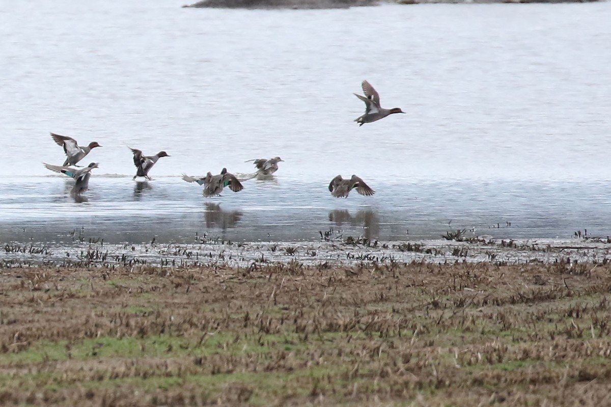 Green-winged Teal (Eurasian) - ML559260261