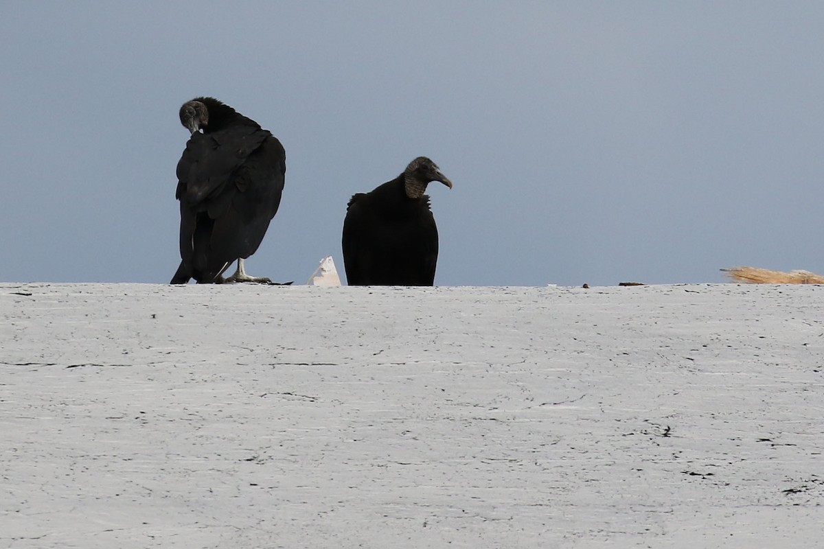 Black Vulture - ML559260891