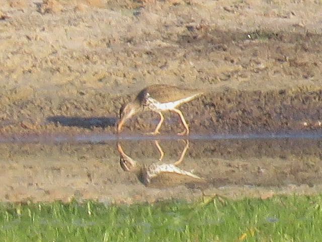 Spotted Sandpiper - ML55926141