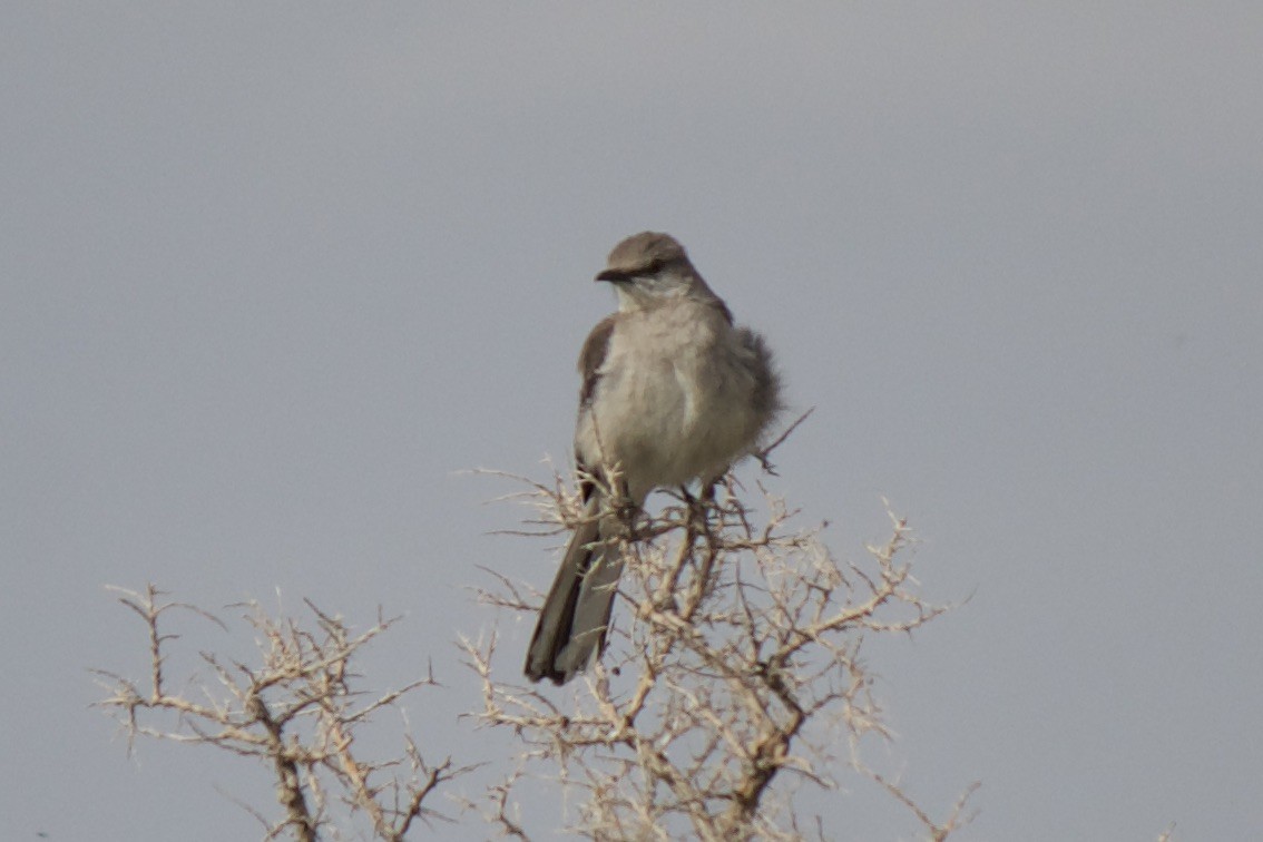 Northern Mockingbird - ML559261831