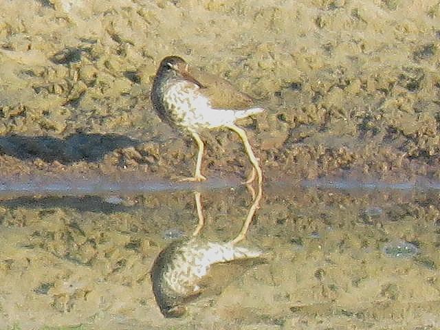 Spotted Sandpiper - ML55926191