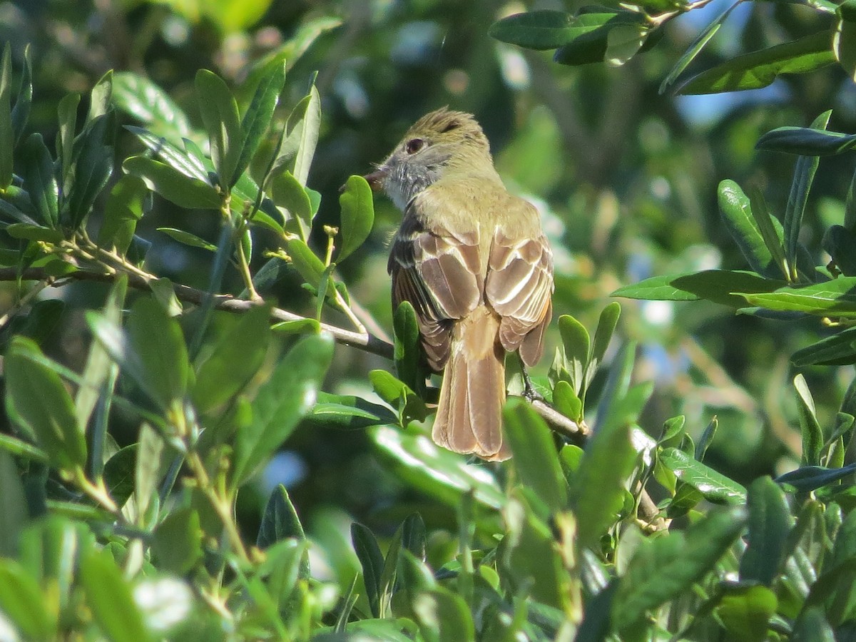 Great Crested Flycatcher - ML559262111