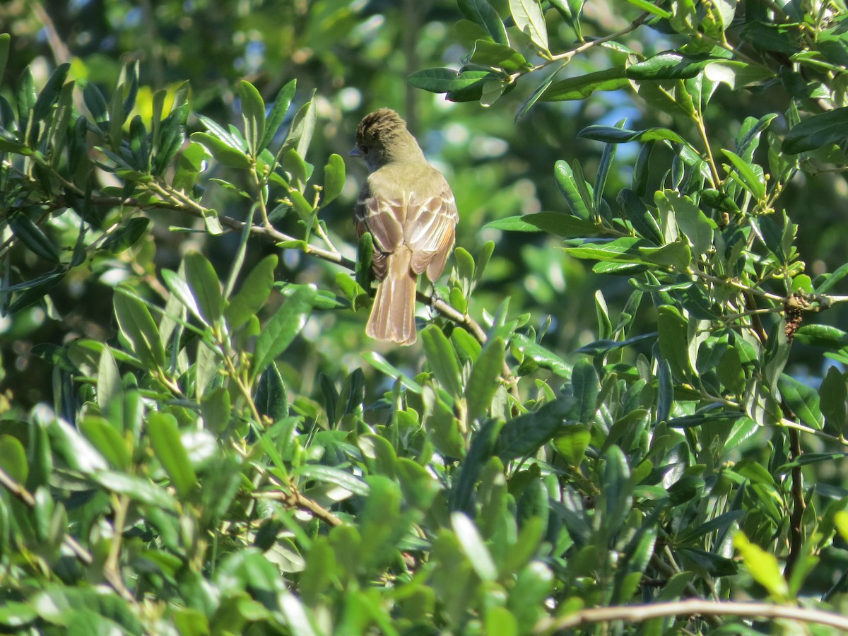 Great Crested Flycatcher - ML559262161