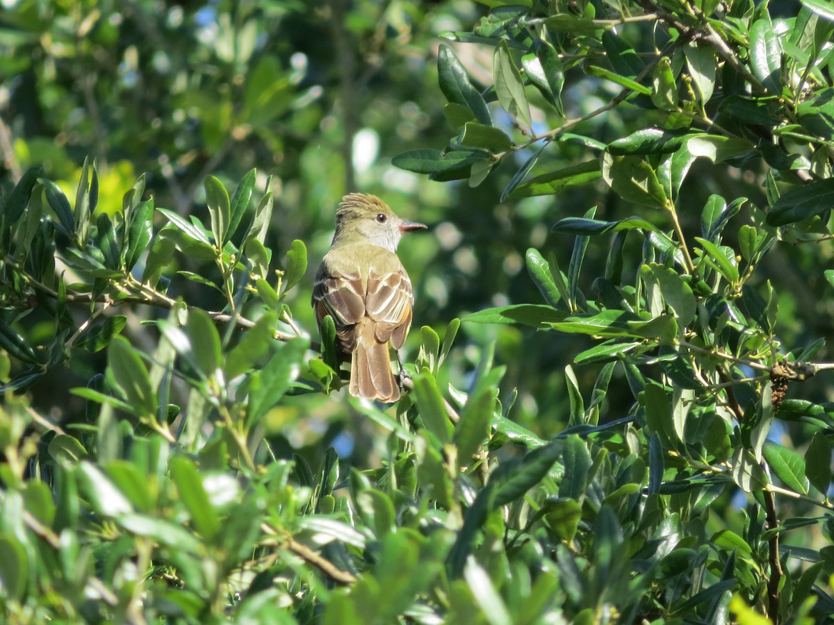 Great Crested Flycatcher - ML559262181