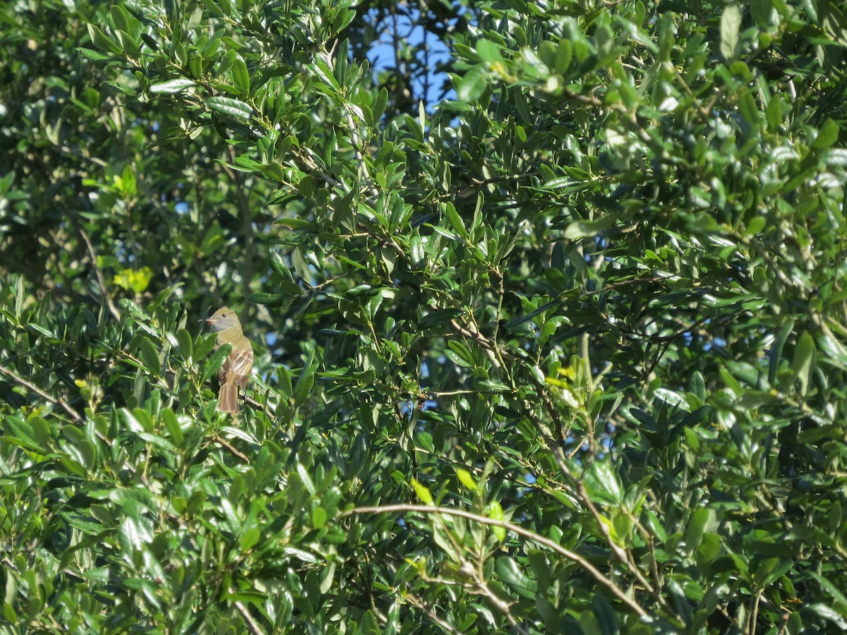 Great Crested Flycatcher - ML559262191