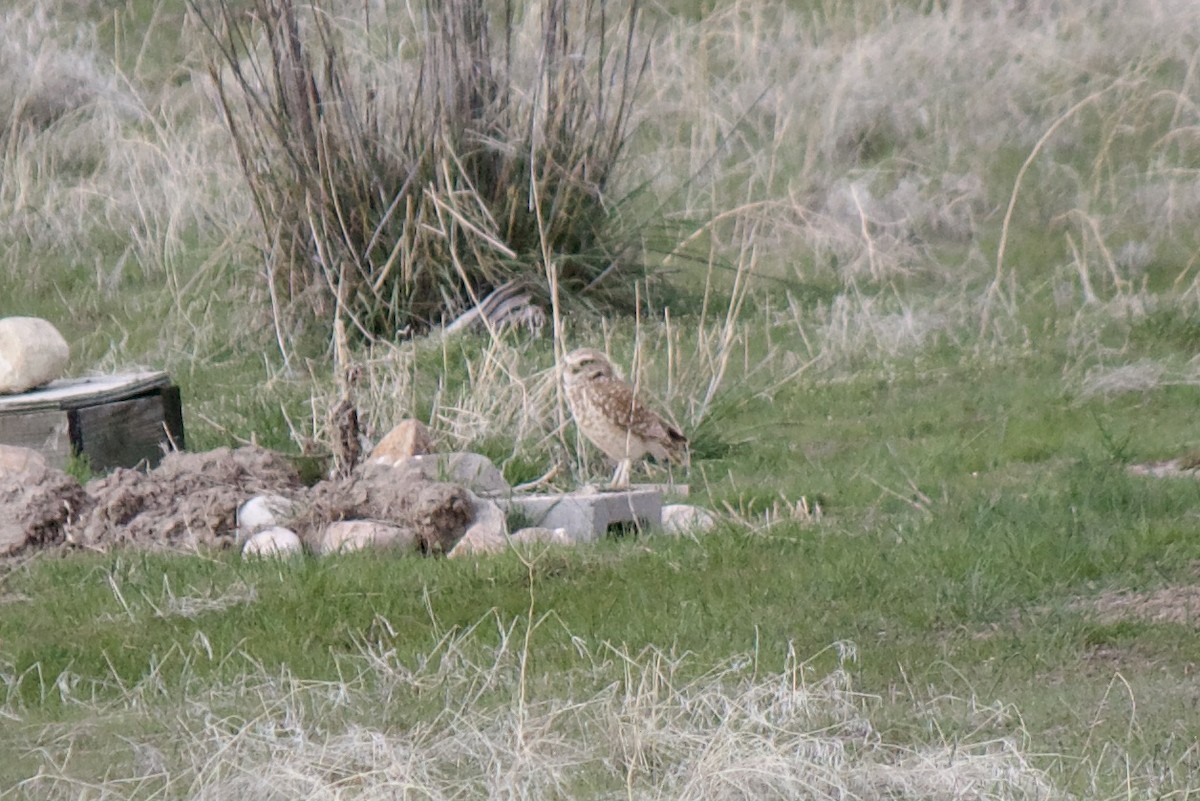 Burrowing Owl - ML559262381