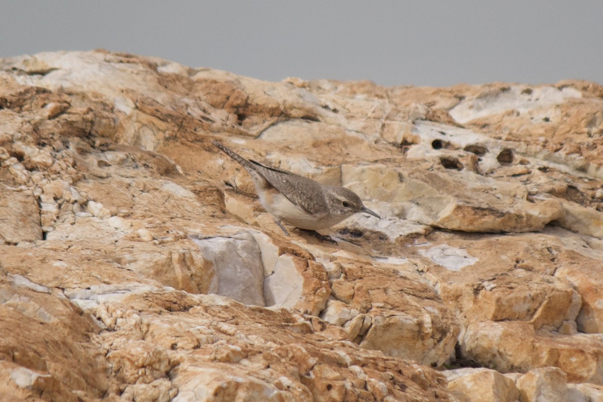 Rock Wren - ML559262431