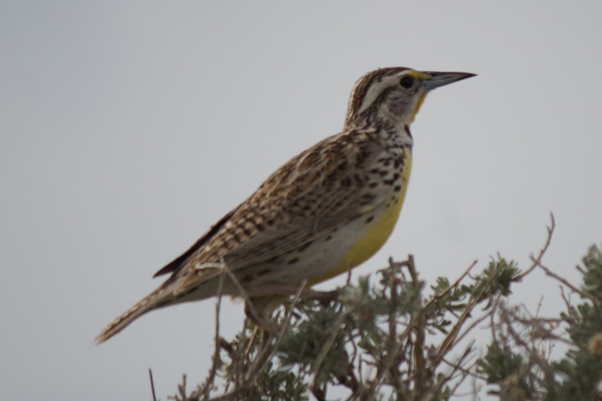 Western Meadowlark - ML559262601