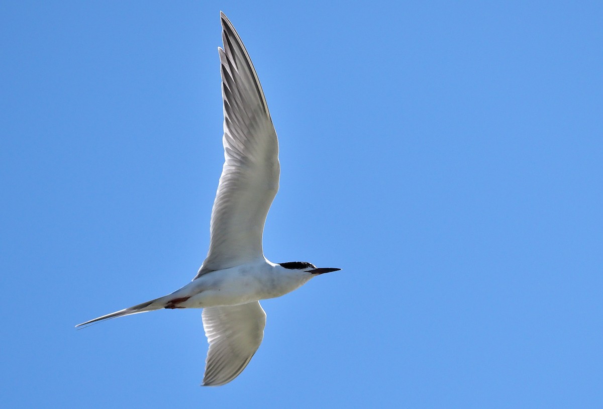 Forster's Tern - ML559262621