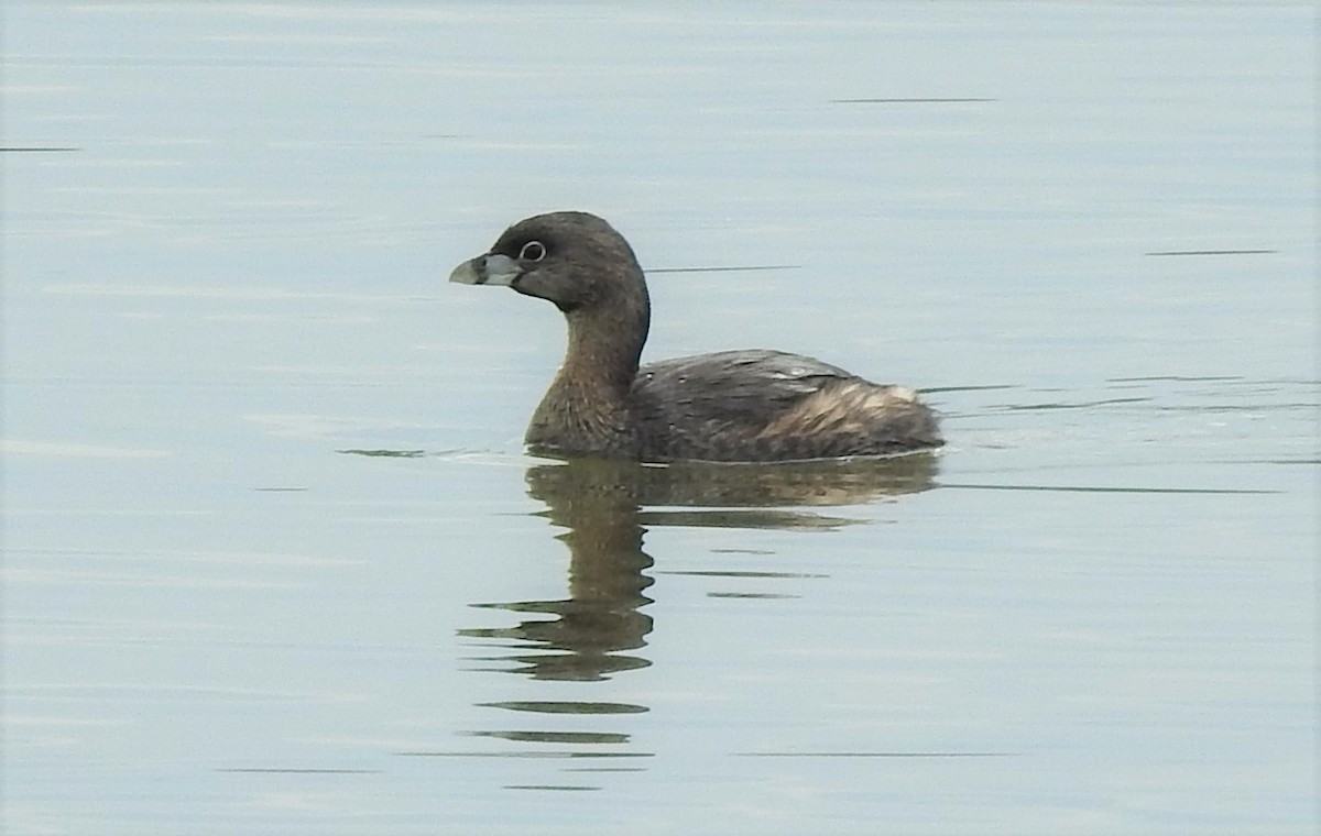 Pied-billed Grebe - Laura Tappan