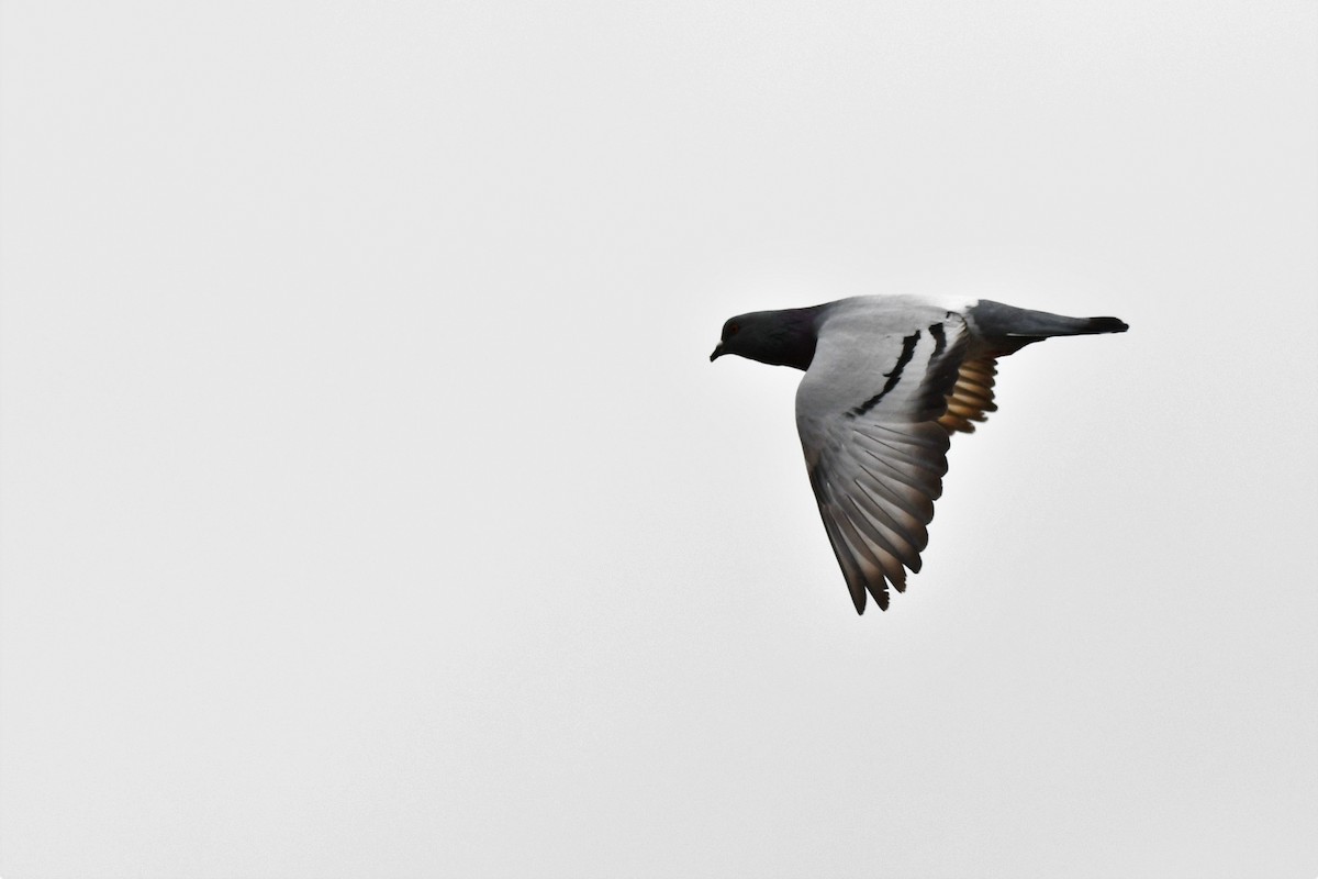Rock Pigeon (Feral Pigeon) - ML559265971