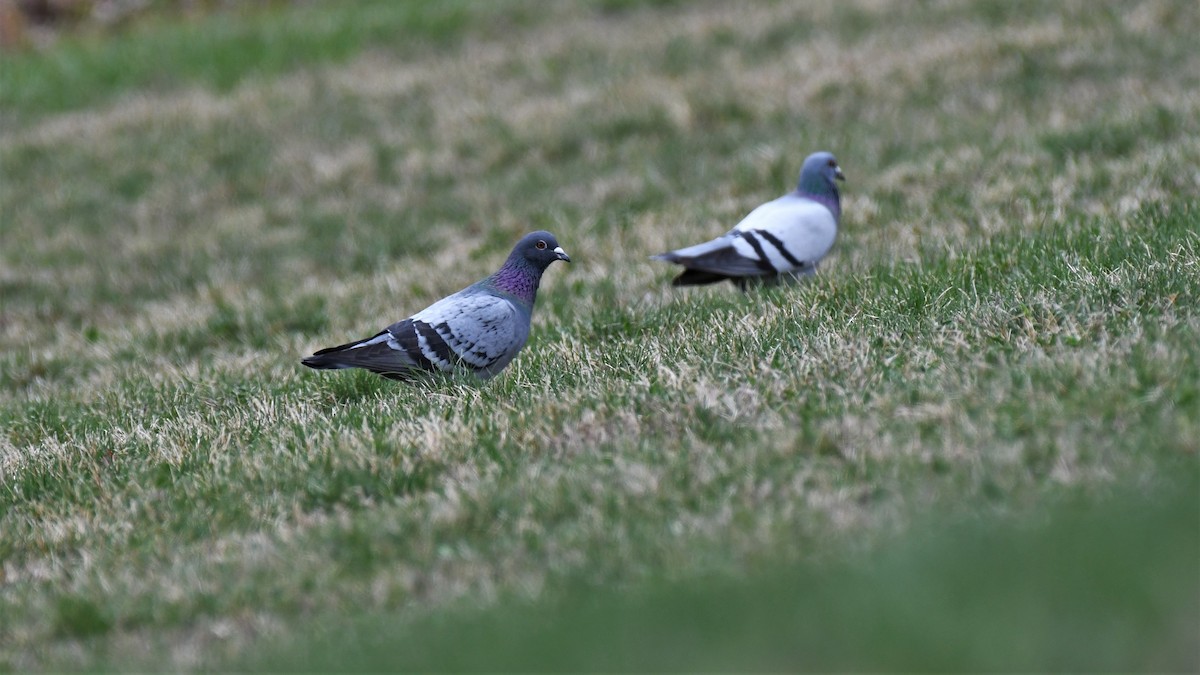 Rock Pigeon (Feral Pigeon) - ML559266041