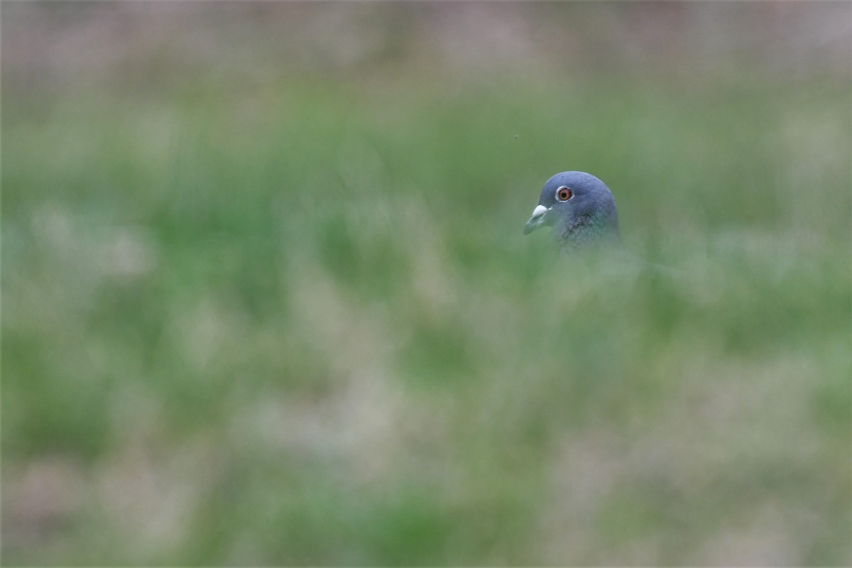 Rock Pigeon (Feral Pigeon) - ML559266121