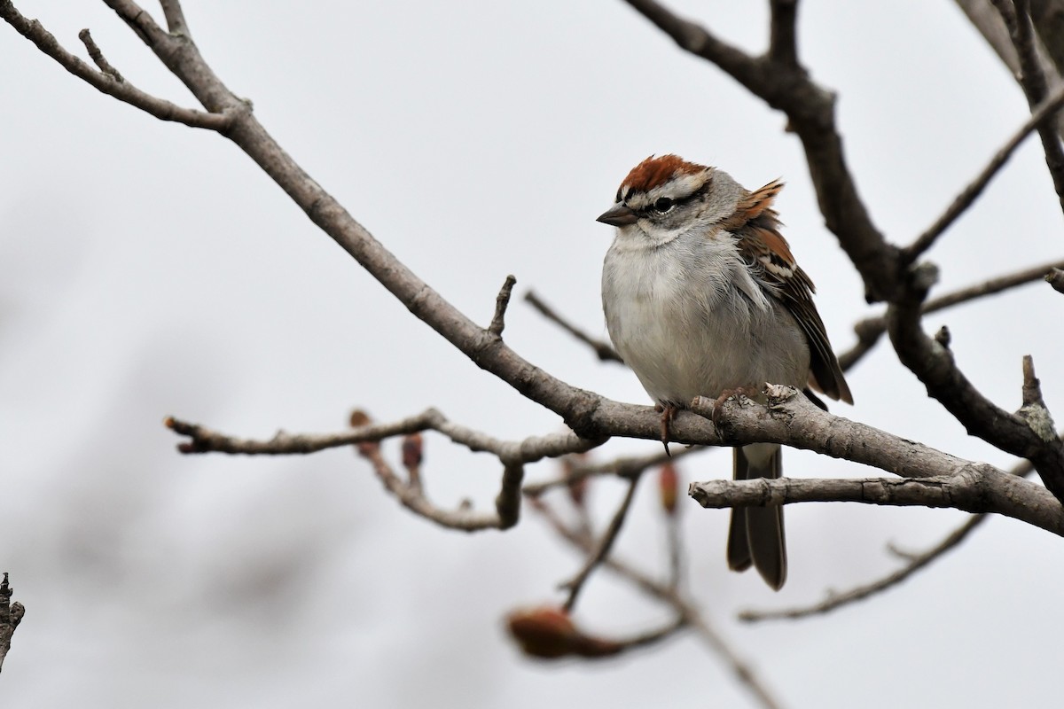 Chipping Sparrow - ML559266421