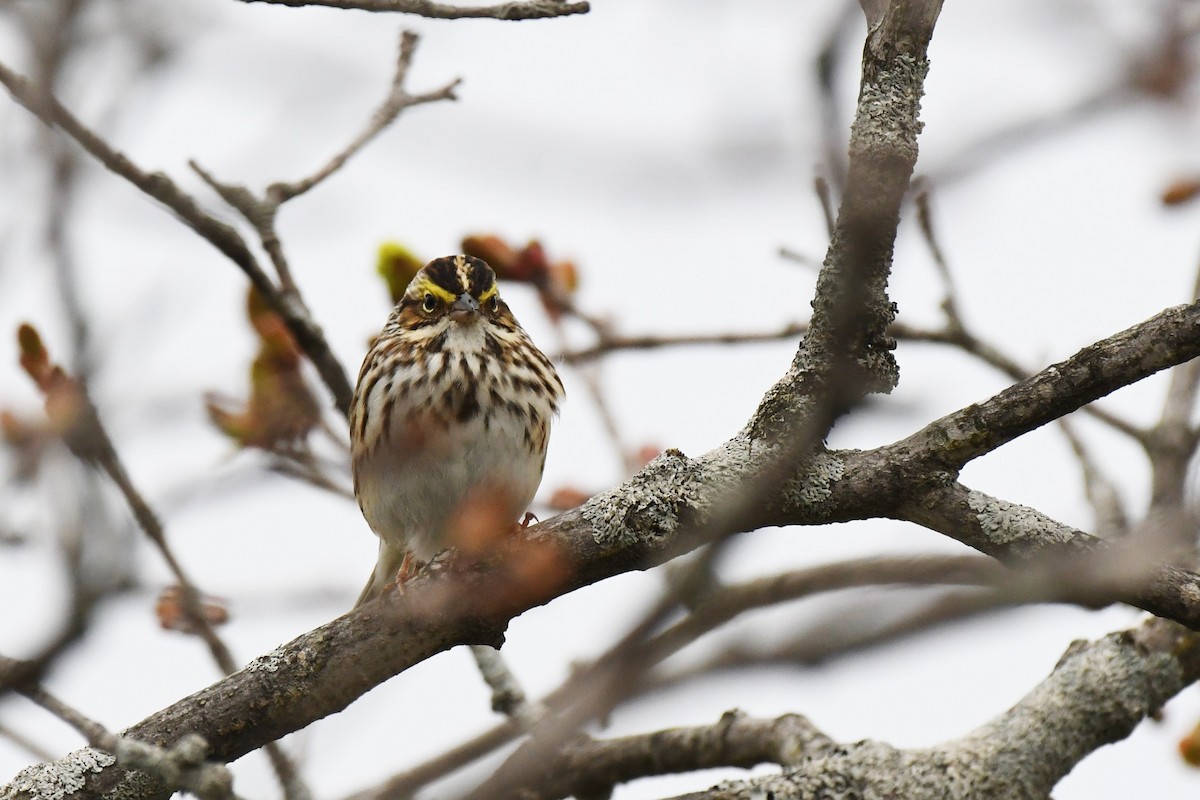 Savannah Sparrow - Tom Pirro