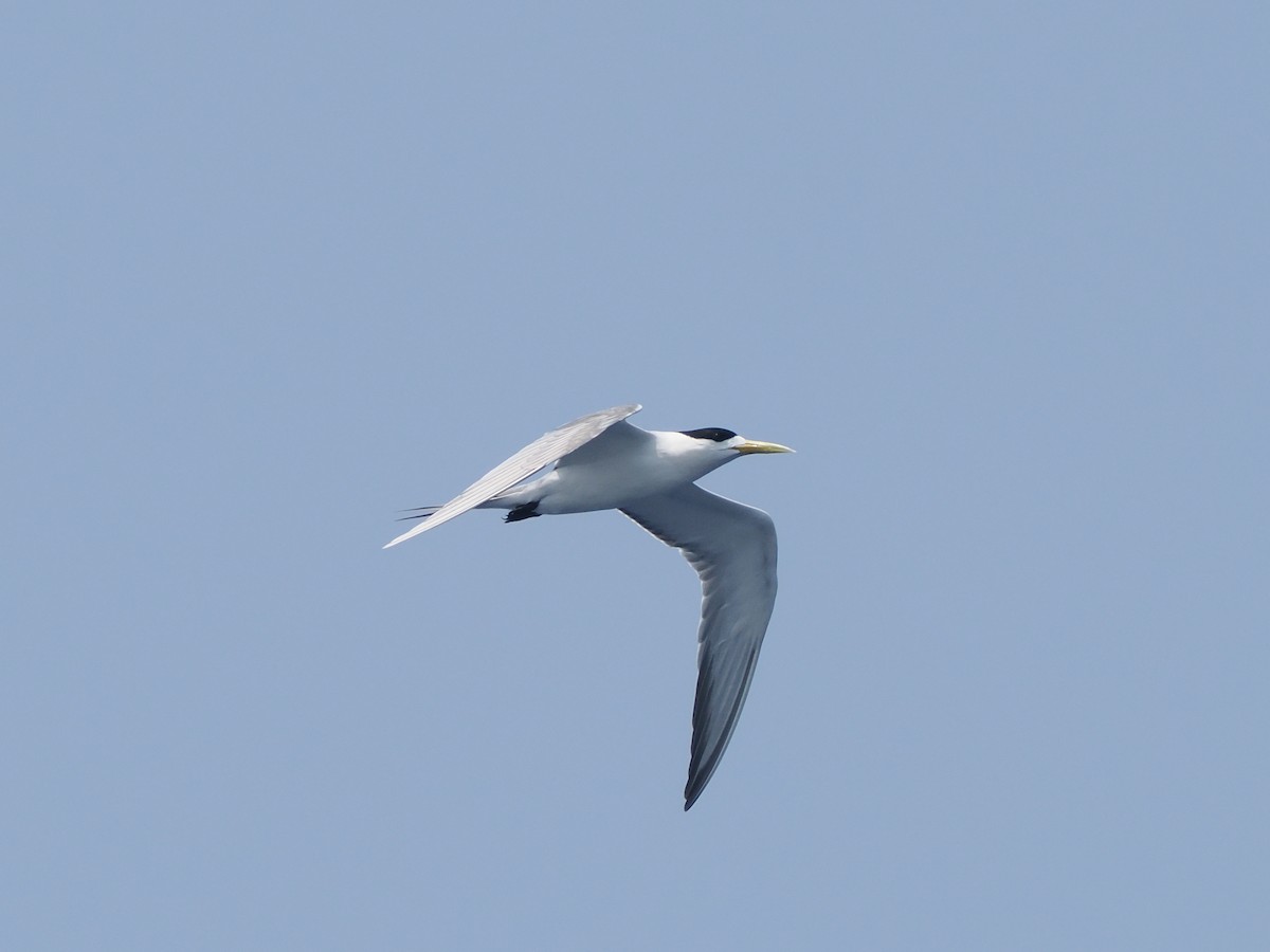 Great Crested Tern - ML559267071