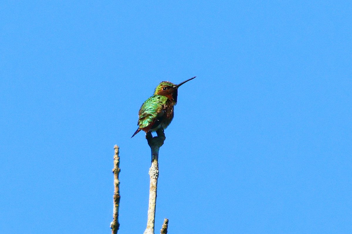 Ruby-throated Hummingbird - ML559267991