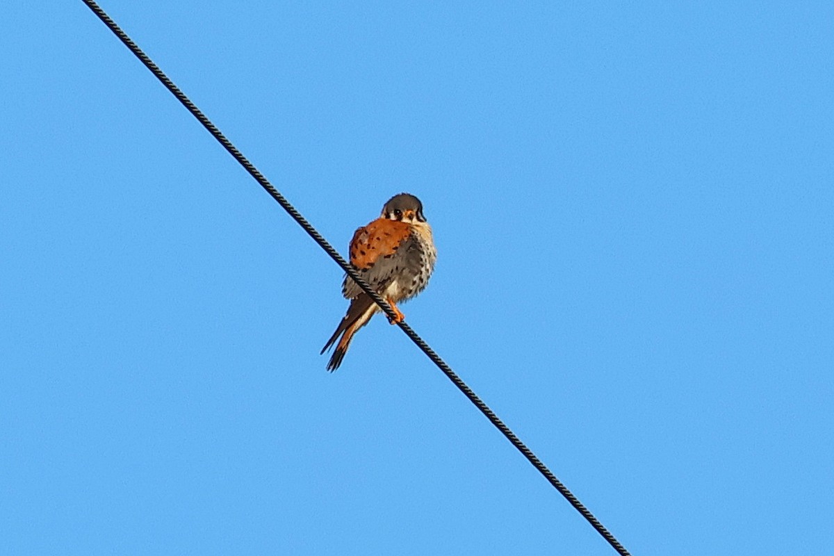 American Kestrel - ML559268221