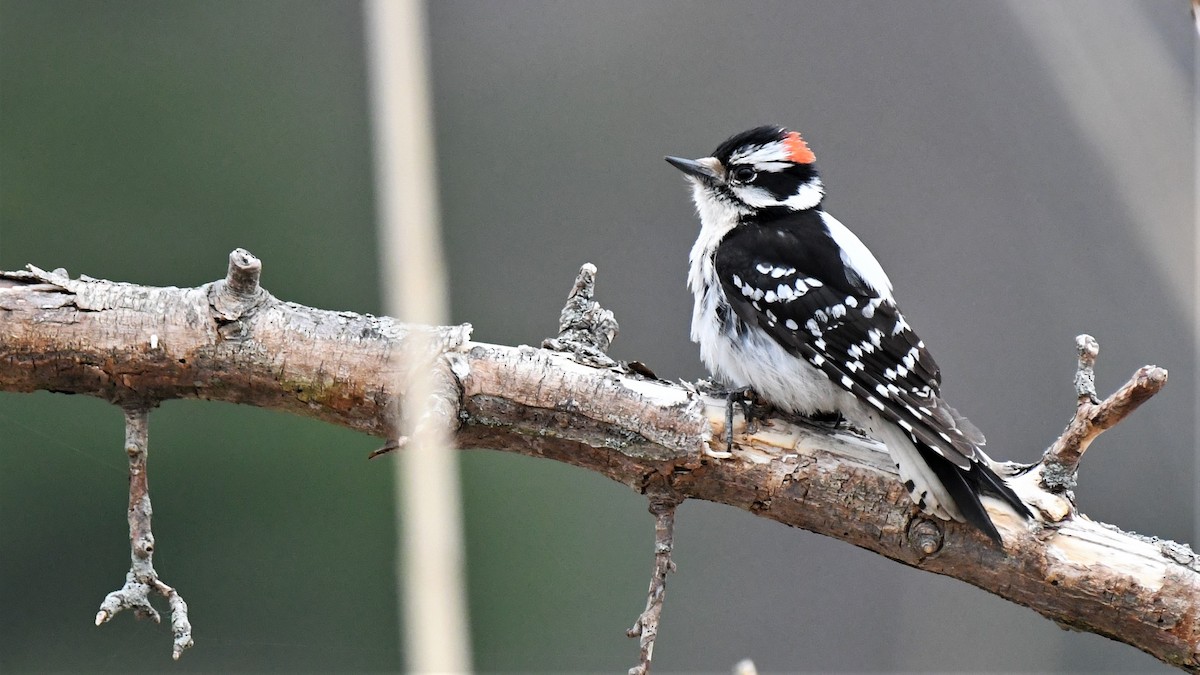 Yumuşak Tüylü Ağaçkakan (pubescens/medianus) - ML559268401