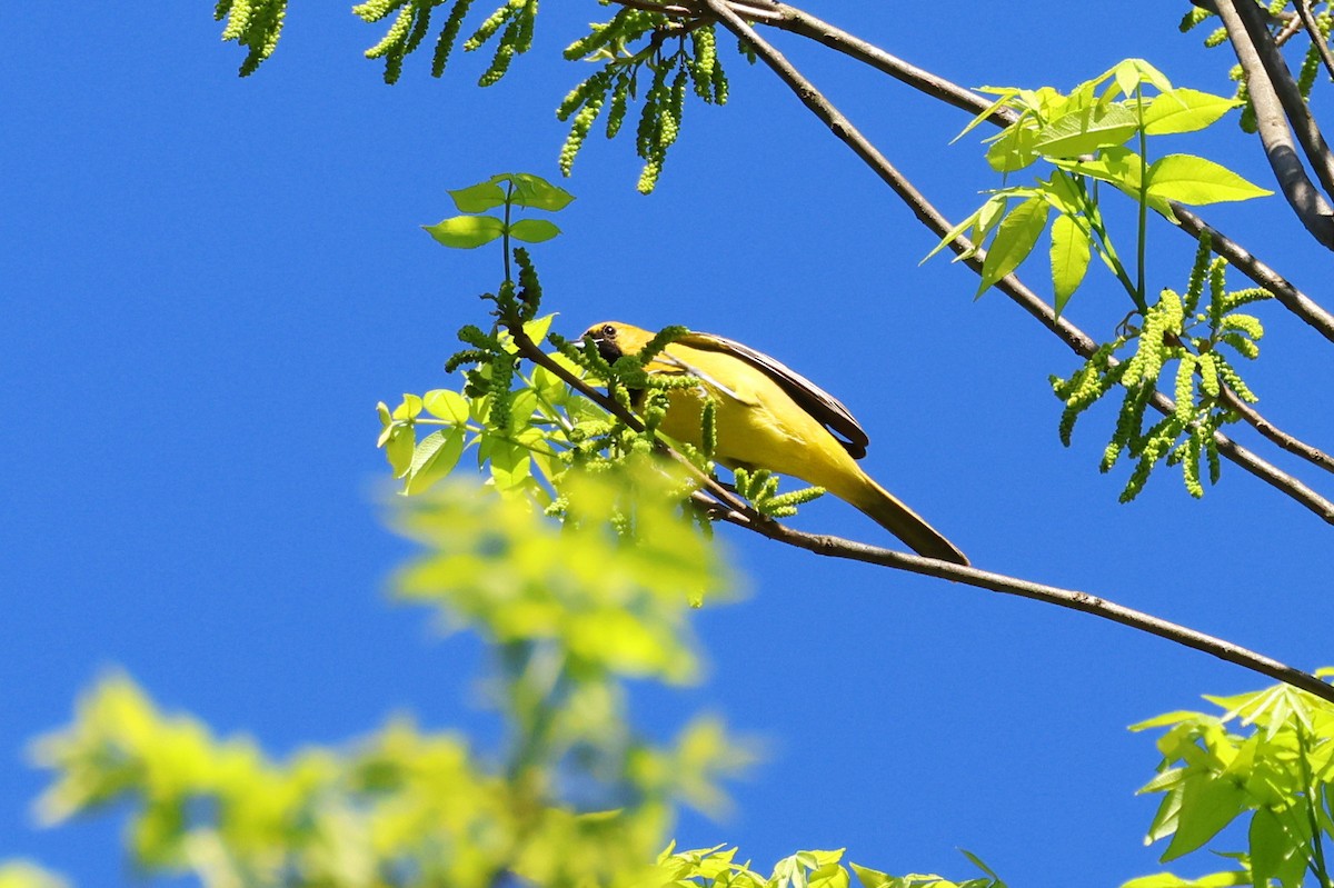 Orchard Oriole - ML559268801