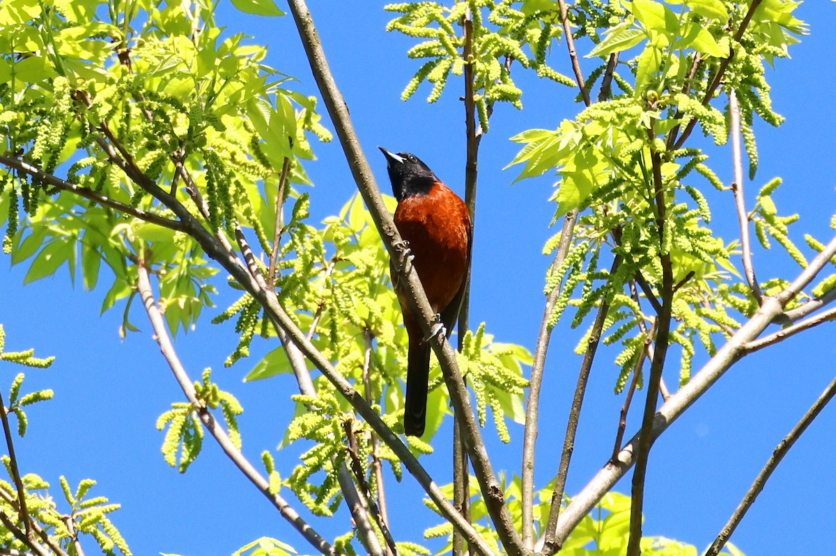 Orchard Oriole - ML559268981