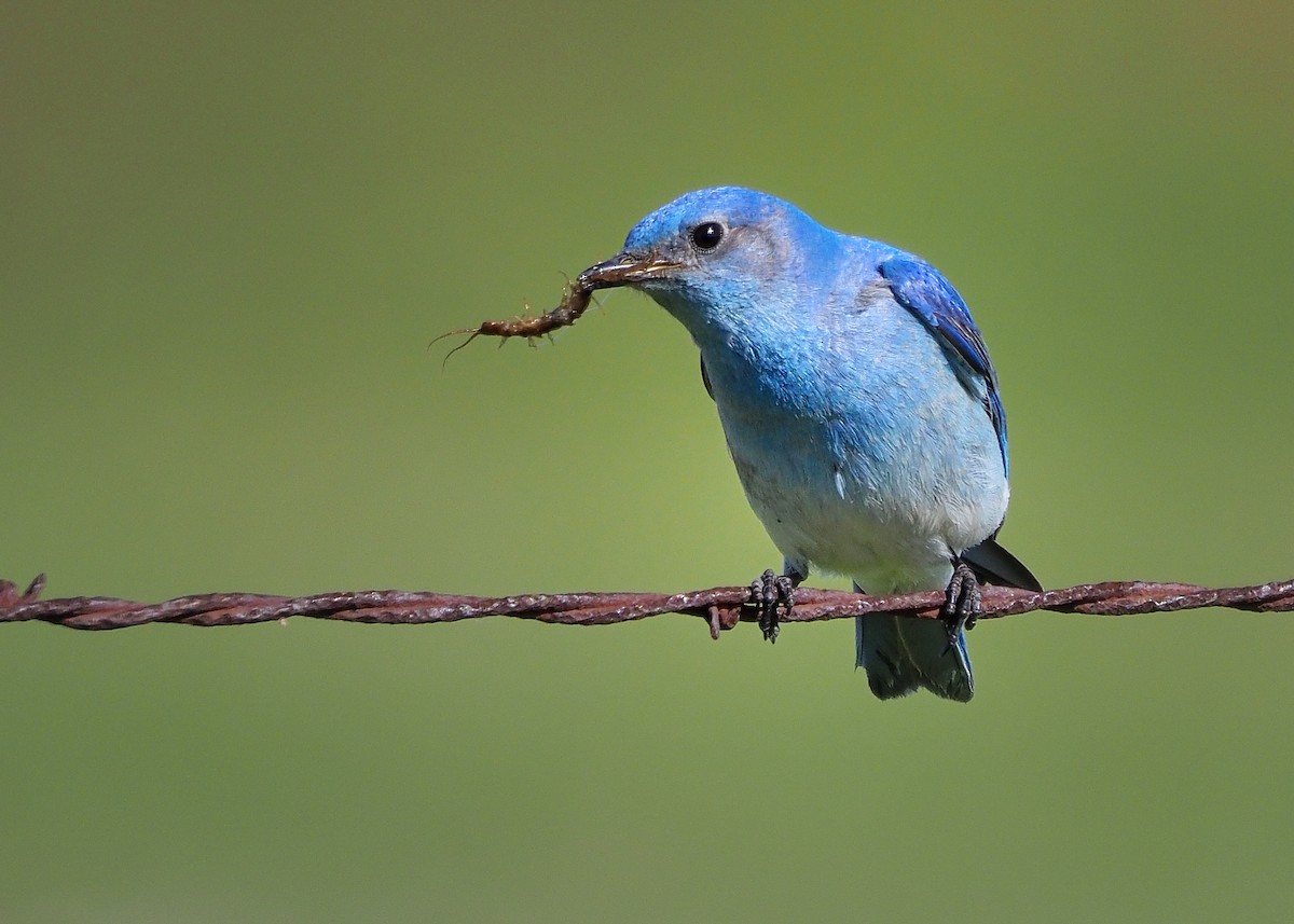 Mountain Bluebird - ML559269291