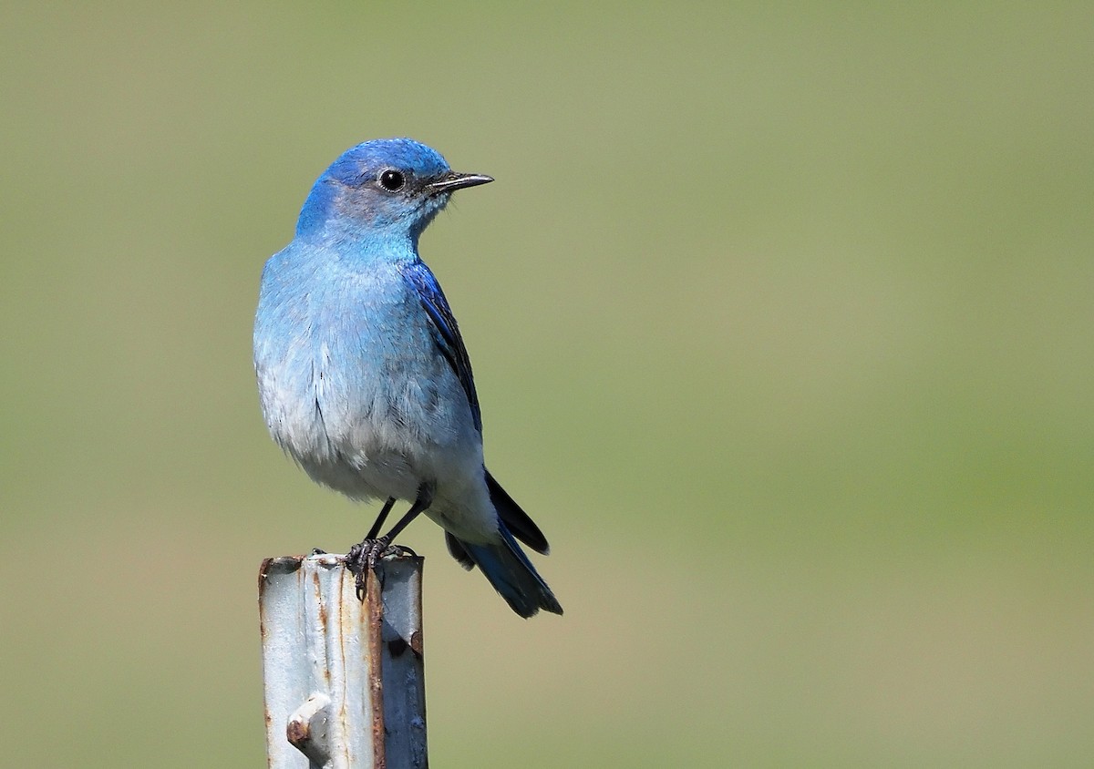 Mountain Bluebird - Aidan Brubaker