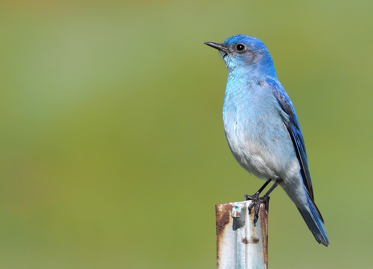 Mountain Bluebird - ML559269331