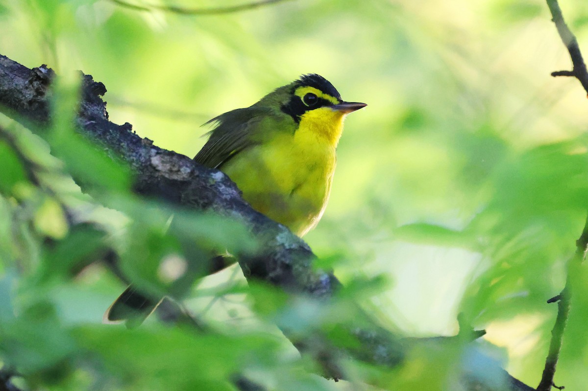 Kentucky Warbler - ML559269461