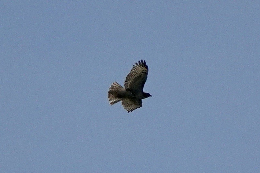 Red-tailed Hawk - ML559269531