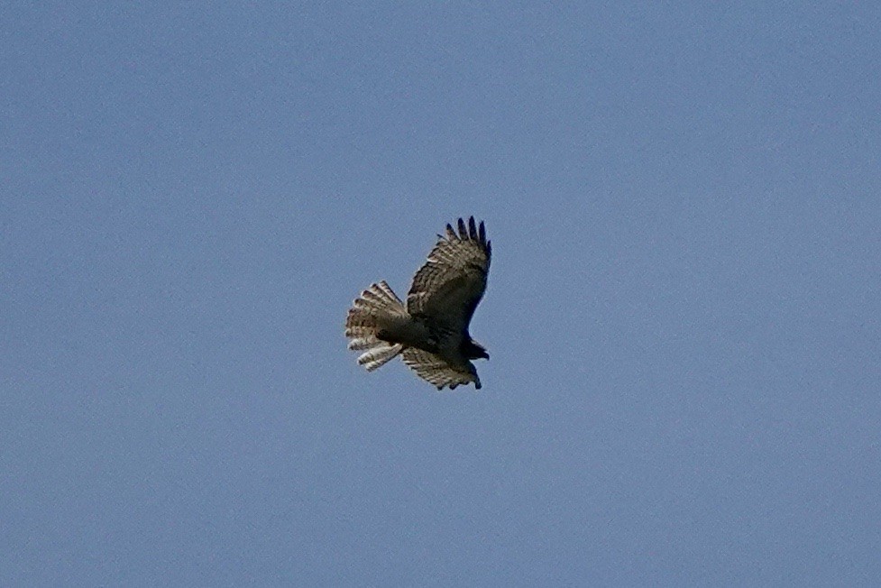 Red-tailed Hawk - ML559269541