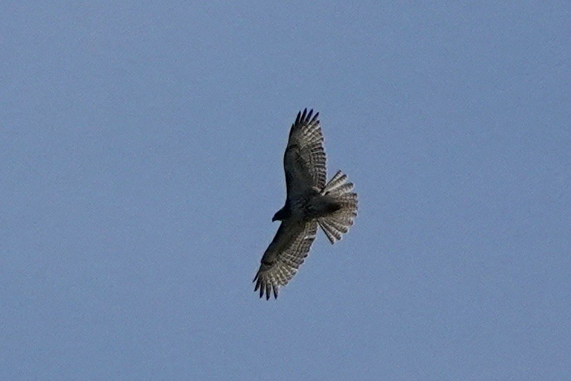 Red-tailed Hawk - ML559269601