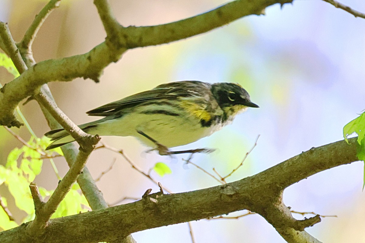 Yellow-rumped Warbler - ML559269751