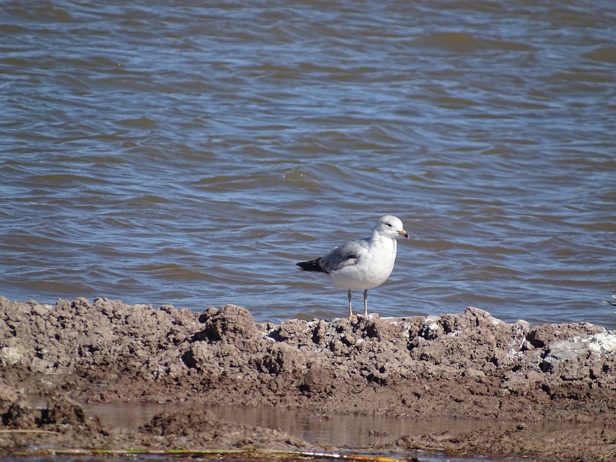 Ring-billed Gull - ML559271111