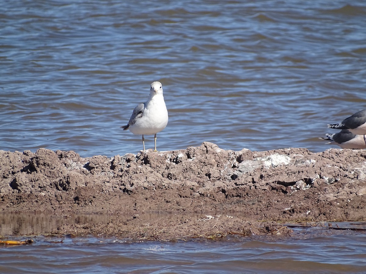 Ring-billed Gull - ML559271211