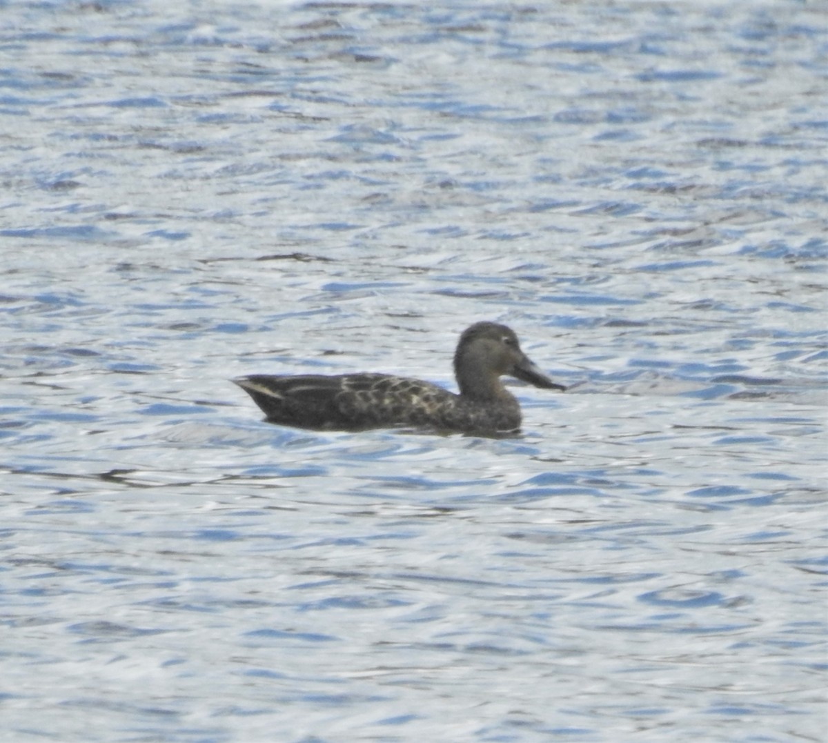 Australasian Shoveler - ML559272811