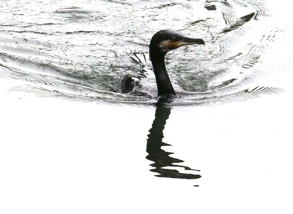 Great Cormorant - ML559273211