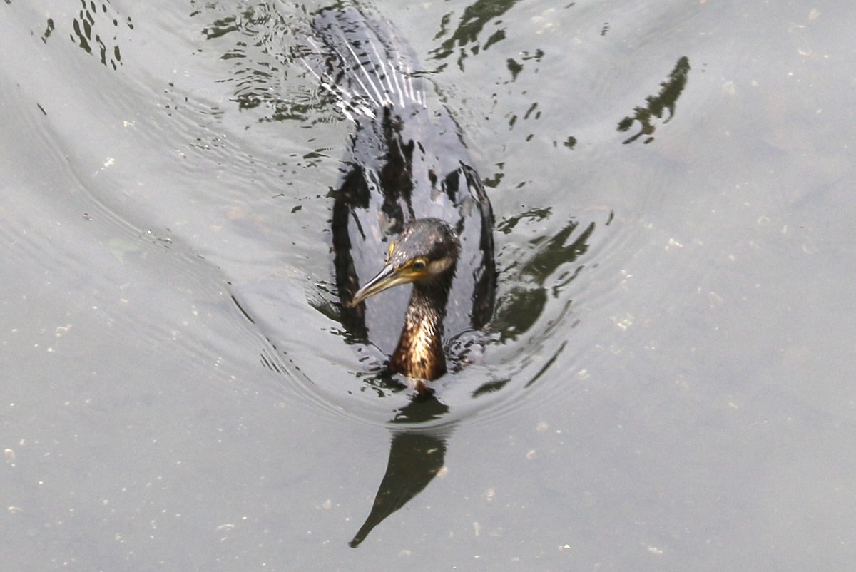 Great Cormorant - ML559273221