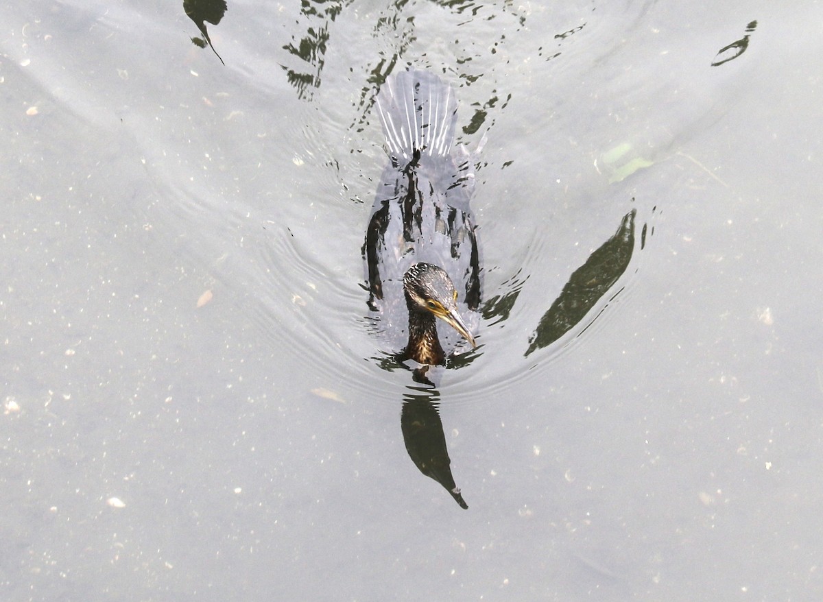 Great Cormorant - ML559273231
