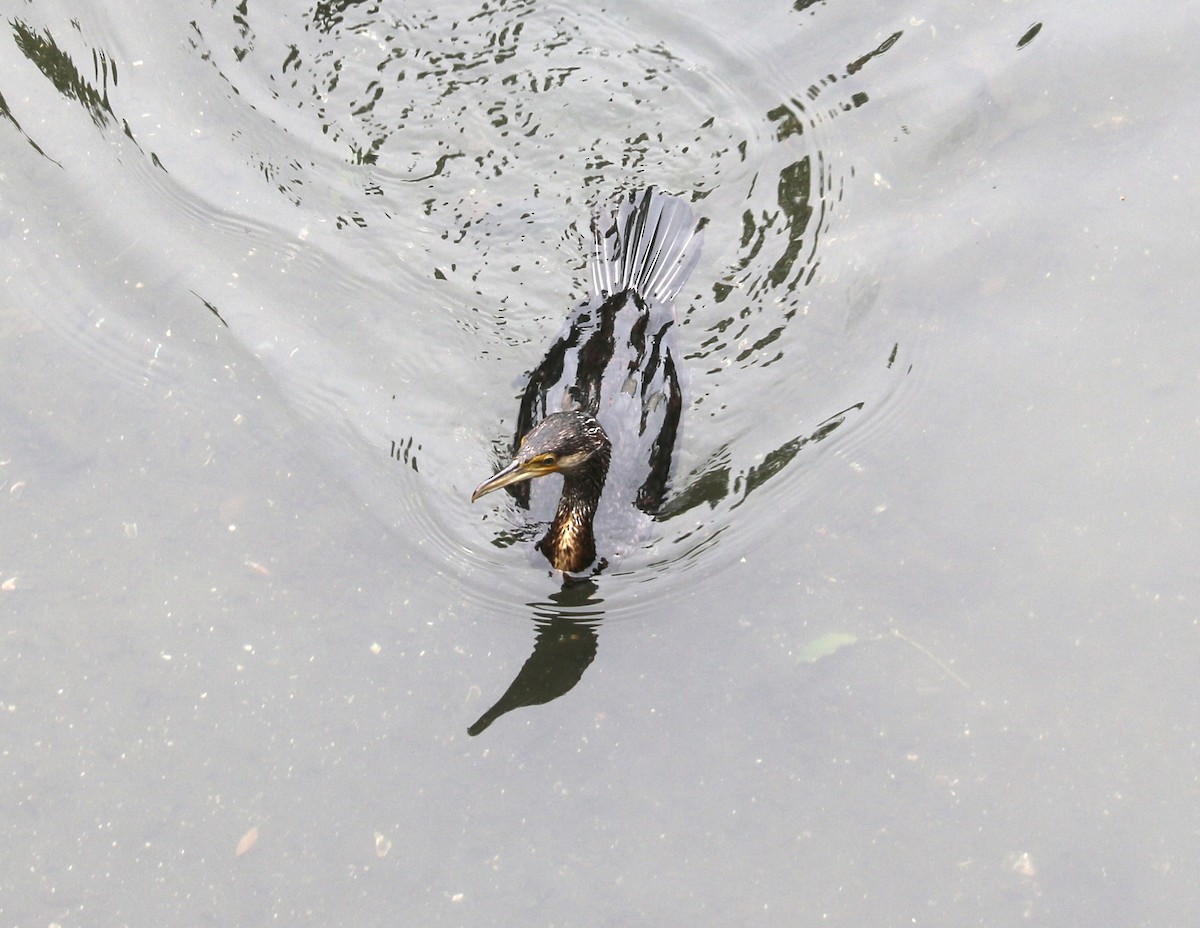 Great Cormorant - ML559273241