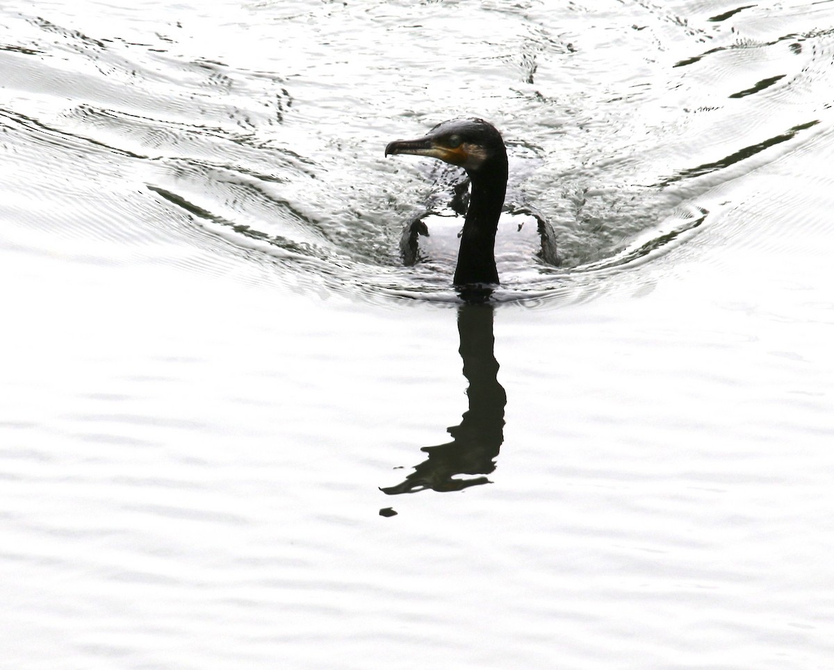 Great Cormorant - ML559273251