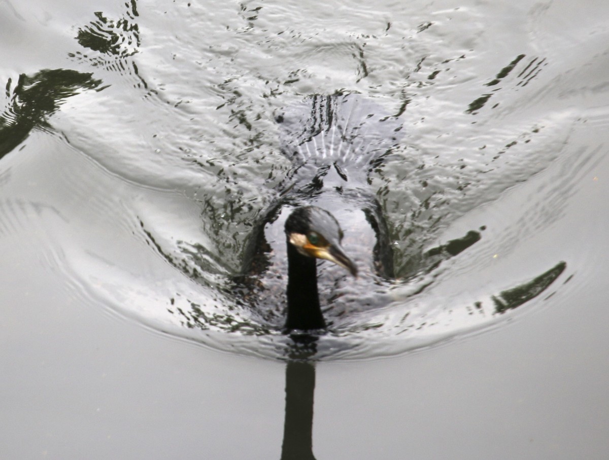 Great Cormorant - ML559273261