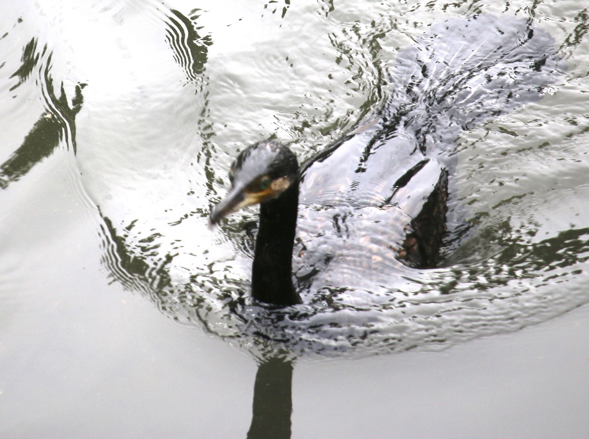 Great Cormorant - ML559273281
