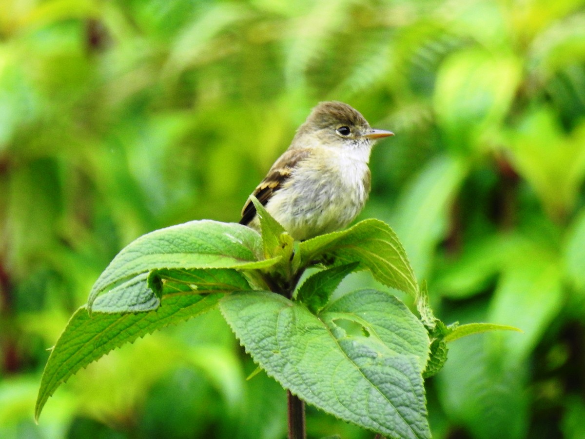 White-throated Flycatcher - ML559273421