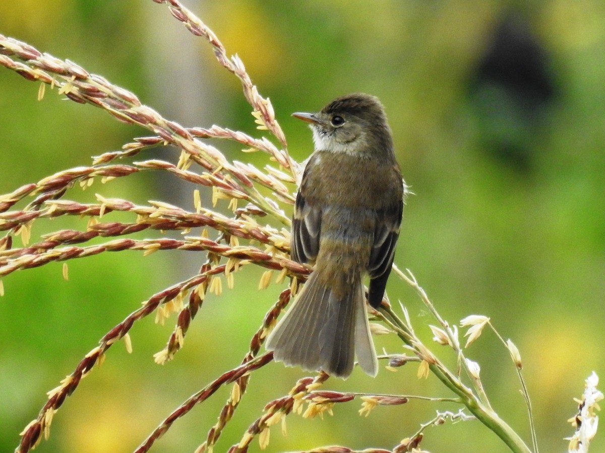 White-throated Flycatcher - ML559273451