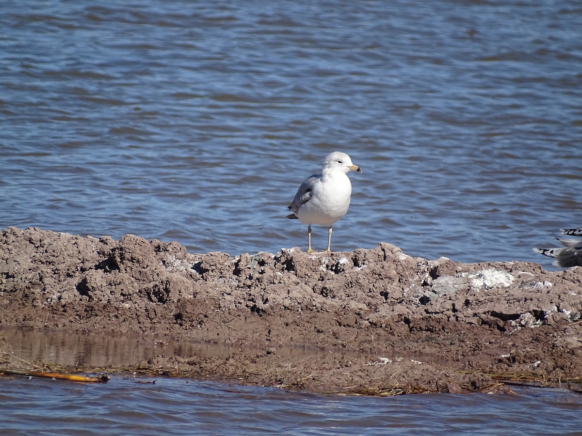 Ring-billed Gull - ML559273541