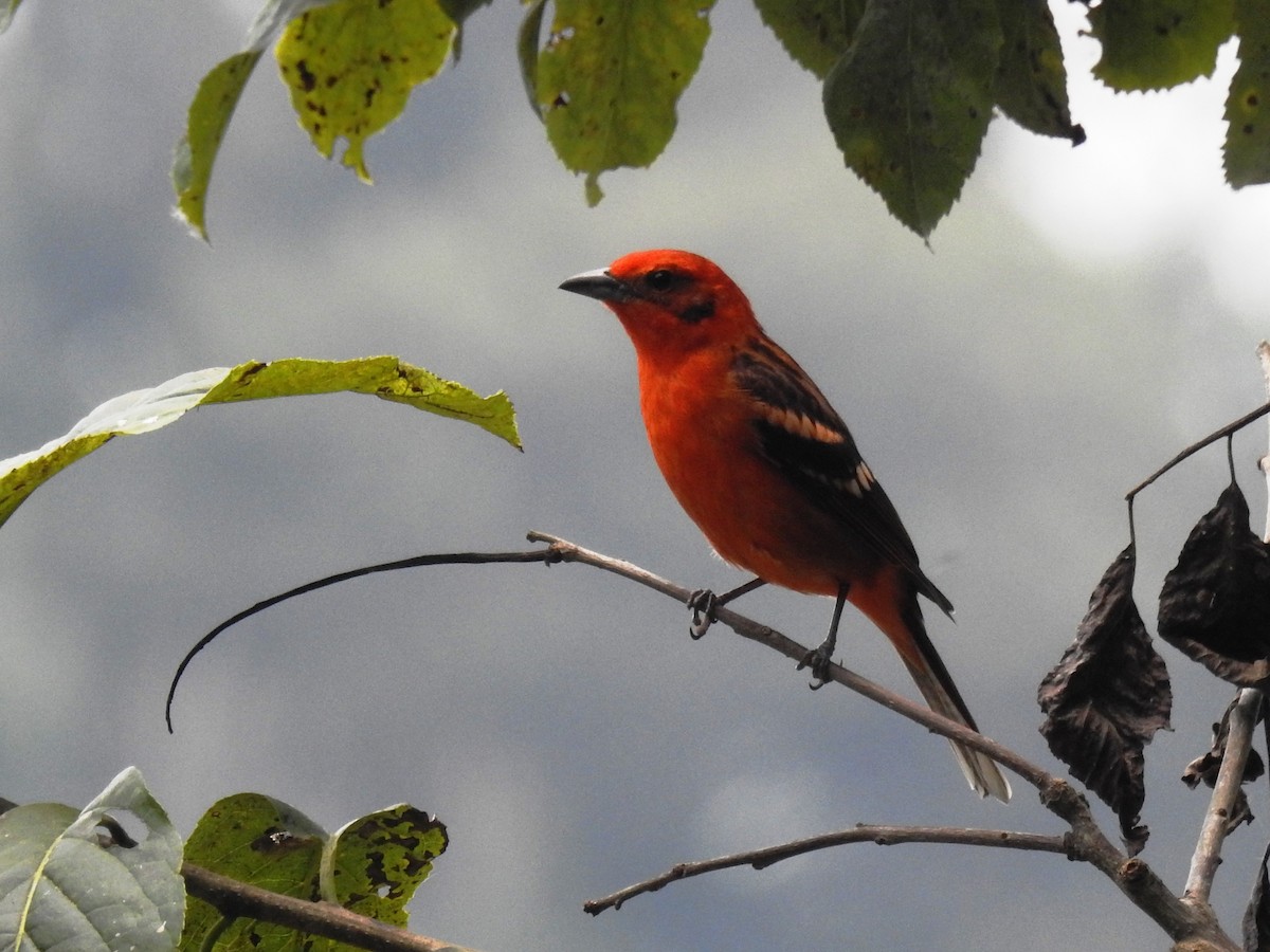 Flame-colored Tanager - Francisco Dubón