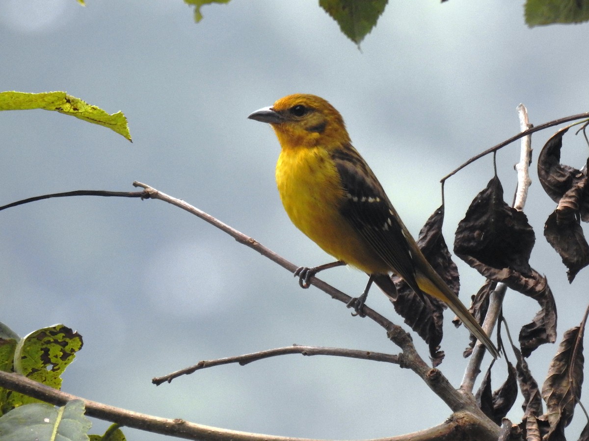 Flame-colored Tanager - ML559273681